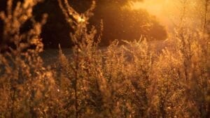 Jesus Tempted in the Wilderness